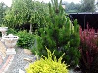 Nasadzenia przy tarasie - ogród w okolicy Przemyśla.