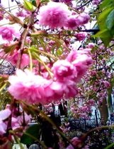 zakładanie ogrodów Przemyśl, Jarosław, Przeworsk